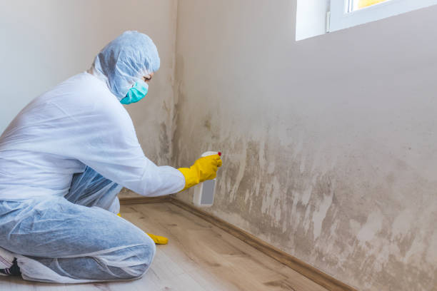 Licensed Mold Cleanup service in Garysburg, NC - WQB Mold Removal