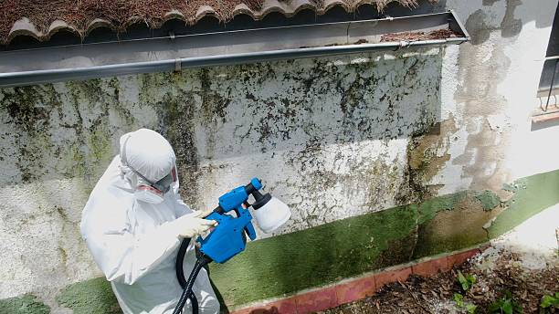 Top rated local Mold Cleanup specialists in Garysburg, NC